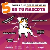 Llama Secretaría de Salud a prevenir la rickettsia, han ocurrido 60 casos en lo que va del año