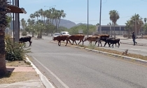 EN BULEVAR &#039;TETAKAWI&#039; EN SAN CARLOS  Es un peligro cruce de ganado