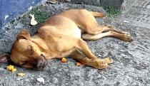 EN PERLA MARINA Envenenan perros