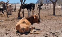 Causa estragos sequia  Comenzaran a sufrir perdida de ganado por no haber lluvias