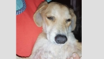 Tras morder a animalista, perro rescatado muere en refugio