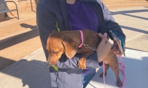En la colonia Internacional Atienden a 101 mascotas en jornada de salud animal