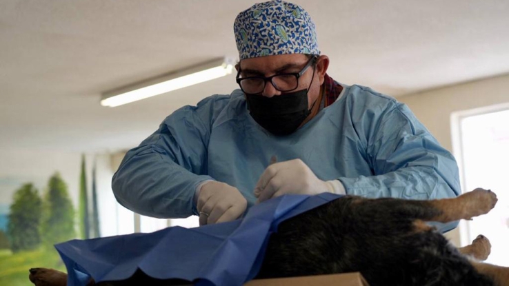 En Hermosillo, Guaymas y Empalme Atiende en jornada a más de dos mil mascotas