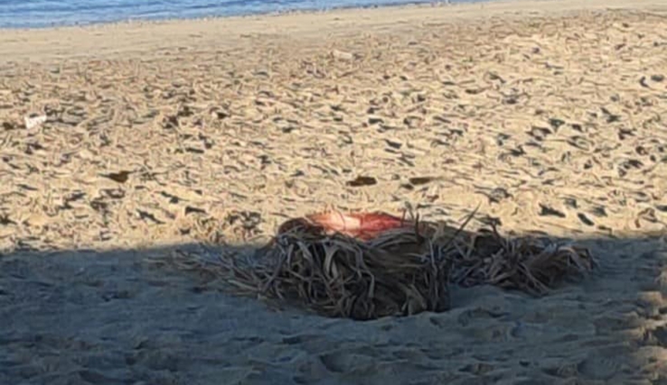 Desova tortuga en Miramar