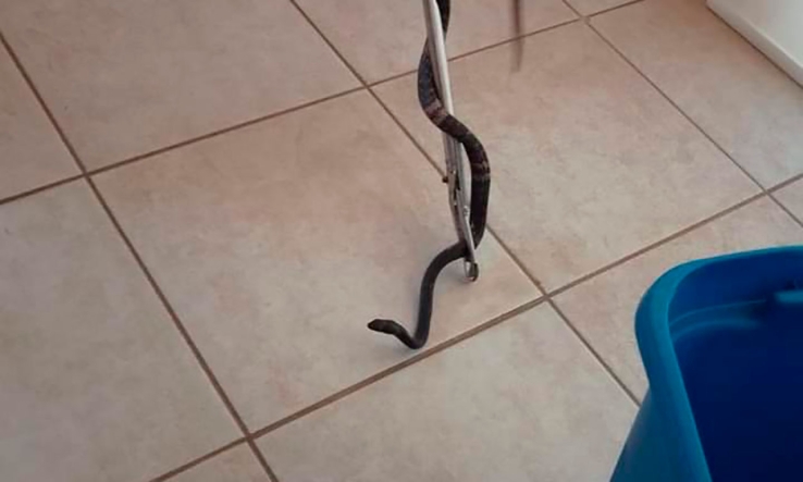 Retiran serpiente de vivienda