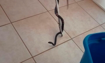 Retiran serpiente de vivienda