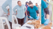 Concluye jornada de esterilización canina y felina