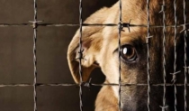 Agradecen aprobación, animalistas
