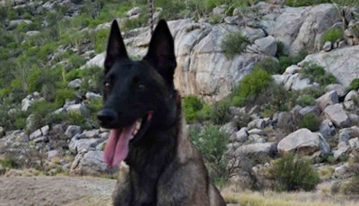 DURANTE PATRULLAJES DE VIGILANCIA  Detecta unidad K-9 de la Policía Estatal sustancia prohibida
