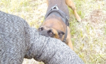 Muerde perro &quot;pitbull&quot; a anciano
