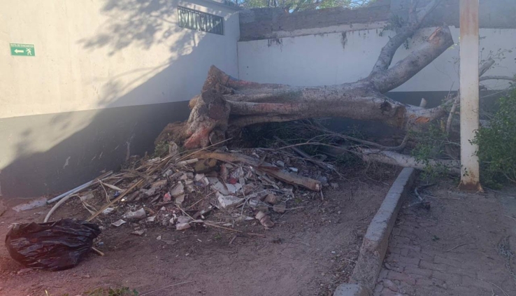 Cae árbol en escuela primaria