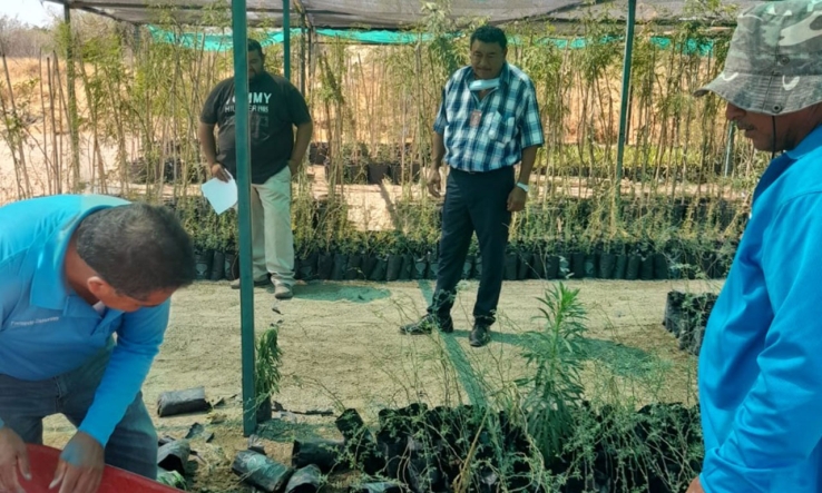 Recibe Empalme plantas