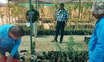 Recibe Empalme plantas