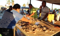 Esperan buena temporada camaronera  Puede ser este año un buen ciclo productivo a la pesca del camarón