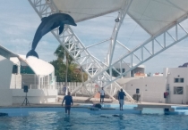 Delfinario recibe a 5 mil