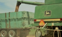 Da buenos dividendos la zafra del Trigo a transportistas