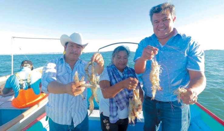 EN LA COMUNIDAD DE LAS GUÁSIMAS  Levantan veda de camarón