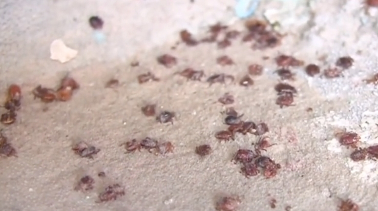 EN ESCUELA  Denuncian plaga de garrapatas