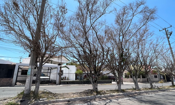 Sin acciones de reforestación