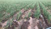 Autoridades de Sagarhpa Capacitan a productores de ajo de Sonora