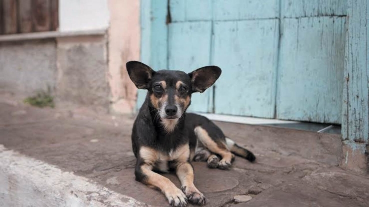 EN EL SECTOR GUAYMAS NORTE  Perro muerde a jovencito