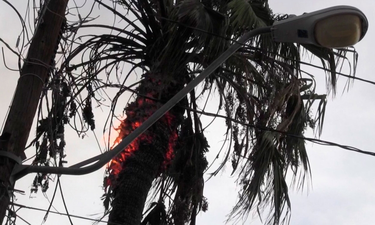 DURANTE LA TORMENTA  Se incendia palma al caerle un rayo