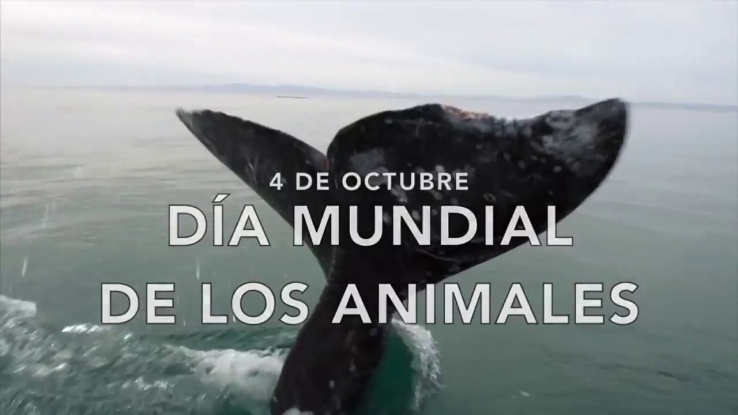 Hoy se festeja el Día de los Animales, y se busca frenar la extinción de especies.