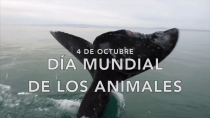 Hoy se festeja el Día de los Animales, y se busca frenar la extinción de especies.