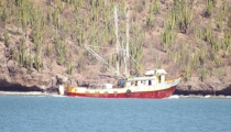Flota pesquera guaymense se refugia ante “Orlene”
